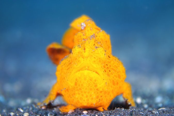 Orange Frogfish (Anpassat).jpg