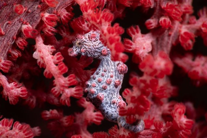 Pygmy Seahorse (Anpassat).jpg