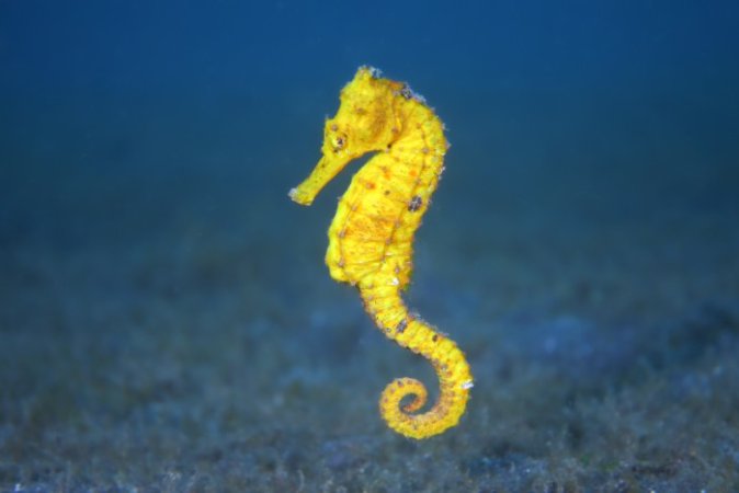Yellow Seahorse (Anpassat).jpg