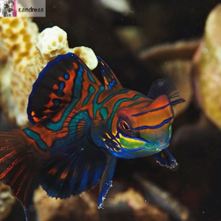 Anilao-Filippinerna (30) (Anpassat).png