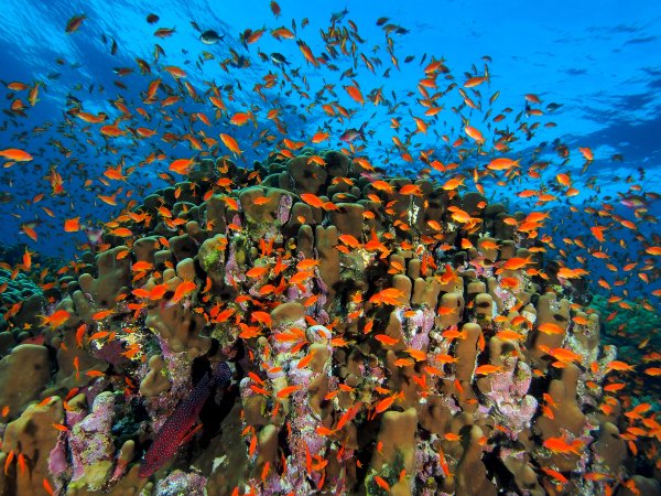 sigitas-sirvydas-elphinstone-reef.jpg