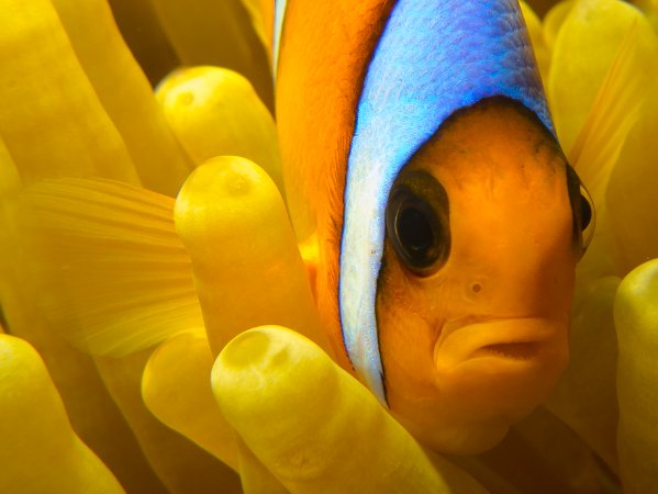 robert-mcconville-nemo.jpg