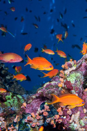 mathieu-cornillon-anthias-on-the-reef.jpg