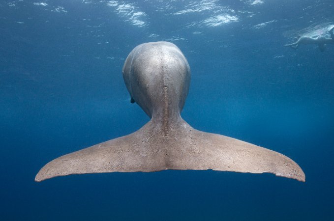 francis glassup-glassup-critically-endangered.jpg
