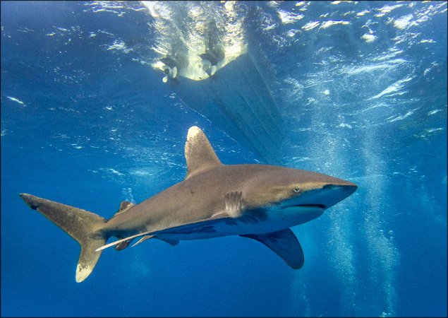 geyres-christophe-longimanus-sharks-visit.jpg